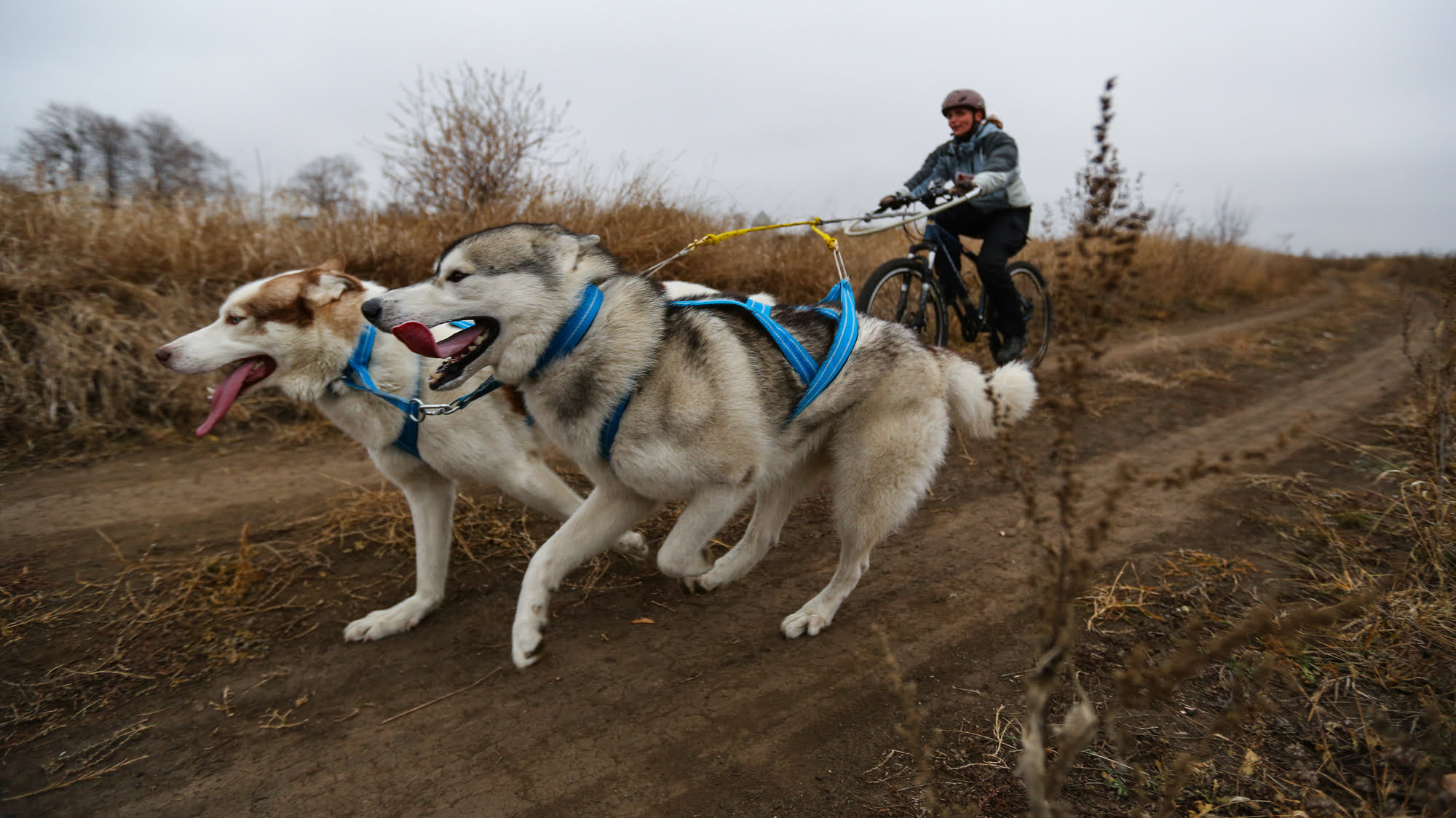 sporten met je hond